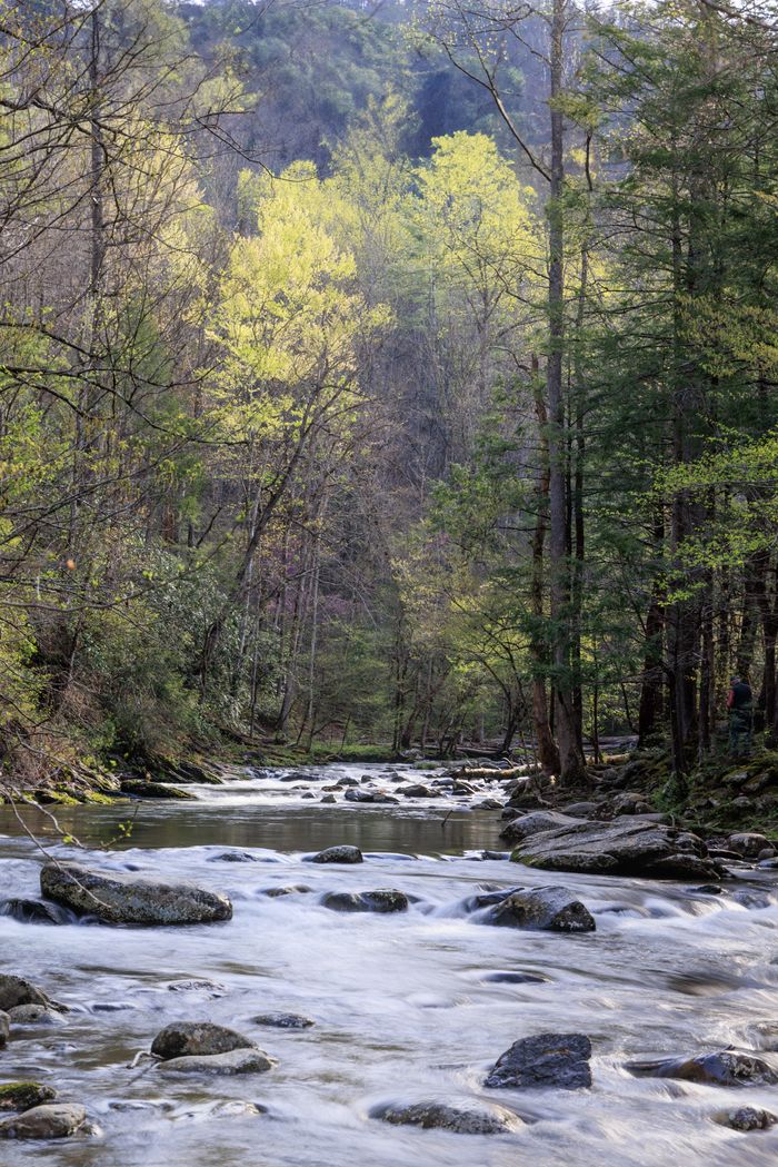 Peaceful forest river scene with soft spring foliage and flowing water.